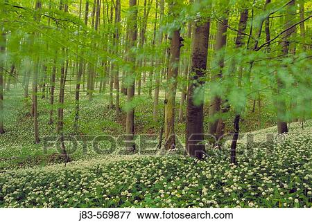 Ramson in spring forest. (Allium ursinum). Hainich National Park, Thueringen, Germany. View Large Photo Image Stock Photo - Ramson in spring forest. (Allium ursinum). Hainich National Park, Thueringen, Germany.. Fotosearch
