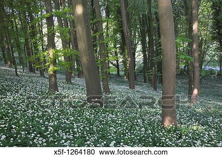 Ramsons Allium ursinum or Wild Garlic nr Dorchester Dorset View Large Photo Image Stock Image - Ramsons Allium ursinum or Wild Garlic nr Dorchester Dorset. Fotosearch