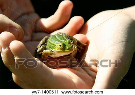 Stock Image - Rana esculenta frog in Bialowieza National Park, Poland. Fotosearch