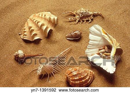 Range of univallve shell types lying on the sand at the beach including simple conch, spider conch, cone, pecten scallop, helmet and spindle View Large Photo Image Stock Image - Range of univallve shell types lying on the sand at the beach including simple conch, spider conch, cone, pecten scallop, helmet and spindle. Fotosearch