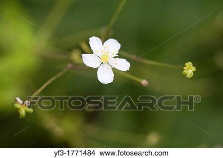 Ranunculus aconitifolius, Buttercup, Isere, France View Large Photo Image Picture - Ranunculus aconitifolius, Buttercup, Isere, France. Fotosearch