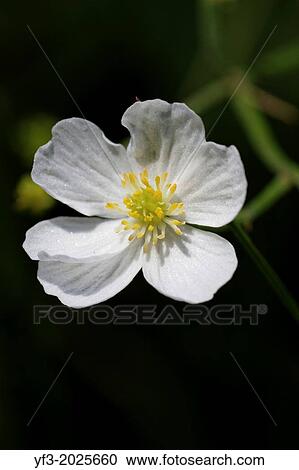 Ranunculus pyrenaeus, Pyrenean buttercup, France. View Large Photo Image Stock Image - Ranunculus pyrenaeus, Pyrenean buttercup, France.. Fotosearch