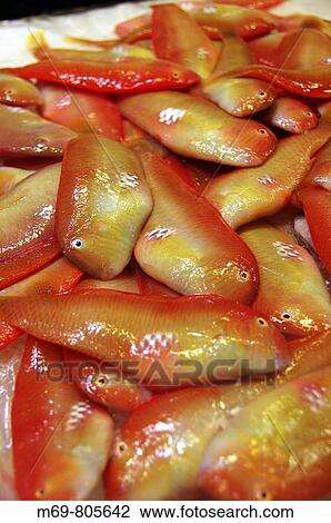 Stock Image - ? Raons? fish for sale at market, Palma de Mallorca. Majorca, Balearic Islands, Spain. Fotosearch