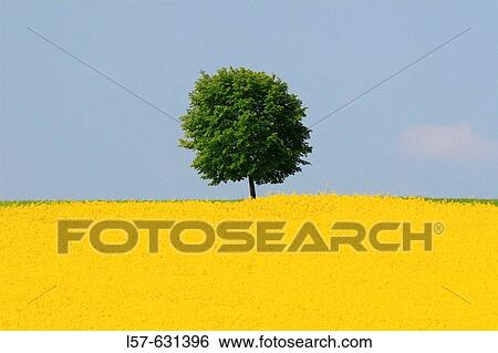 Stock Photograph - Rape, Brassica napus, Raps, tree standing in field of Rape, spring time, spring, Uster, Zuercher Oberland, Zuerich, Switzerland. Fotosearch