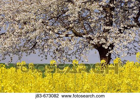 Rape field and Blossoming Cherry Tree, Gera, Thueringen, Germany View Large Photo Image Stock Image - Rape field and Blossoming Cherry Tree, Gera, Thueringen, Germany. Fotosearch