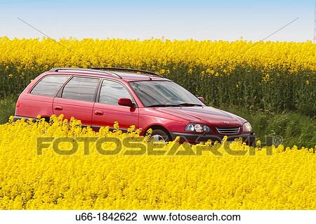 Rape field Car Skane Sweden. View Large Photo Image Stock Image - Rape field Car Skane Sweden.. Fotosearch
