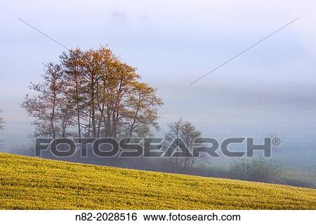 Rape field in morning fog near Hesselberg mountain - Region Hesselberg, Bavaria/Germany. View Large Photo Image Stock Photograph - Rape field in morning fog near Hesselberg mountain - Region Hesselberg, Bavaria/Germany.. Fotosearch