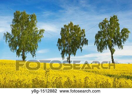 Stock Image - Rape field near Olsztyn, Masuria Region, Poland, Europe. Fotosearch