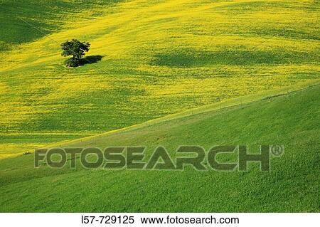 Stock Photography - Rape, Oak tree, hill countryside, agricultural landscape, Tuscany, Italy. Fotosearch