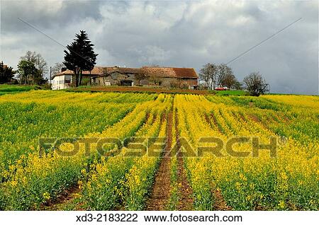 rapeseed, Brassica napus, or canola field, Dordogne Department, Aquitaine, France. View Large Photo Image Stock Image - rapeseed, Brassica napus, or canola field, Dordogne Department, Aquitaine, France.. Fotosearch