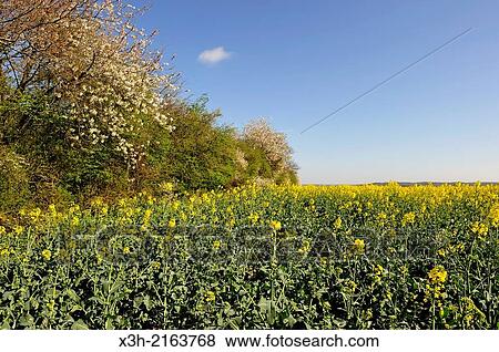 Stock Photo - rapeseed field trimmed with hedge of blossoming Crataegus bush and wild cherry trees, Eure-et-Loir department, Centre region, France, Europe.. Fotosearch