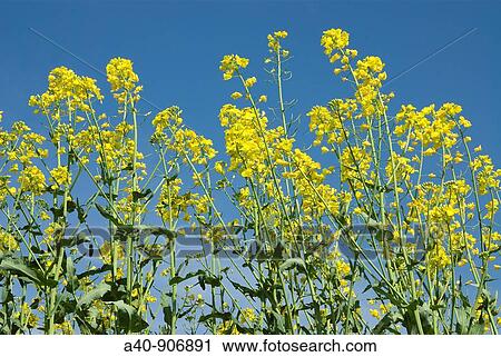 Rapeseed flowers Spain View Large Photo Image Stock Image - Rapeseed flowers Spain. Fotosearch