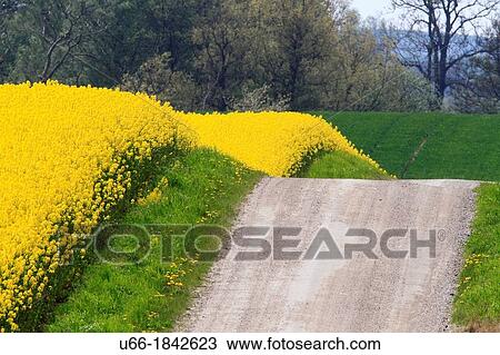 Stock Image - Rapeseed Road Skane Sweden.. Fotosearch