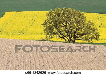 Rapeseed Skane Sweden. View Large Photo Image Stock Photograph - Rapeseed Skane Sweden.. Fotosearch