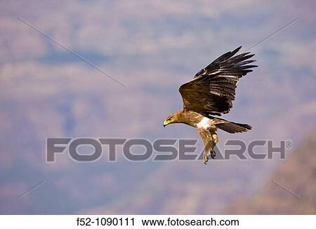 Stock Image - Raptor eagle, Semien Mountains, Ethiopia. Fotosearch