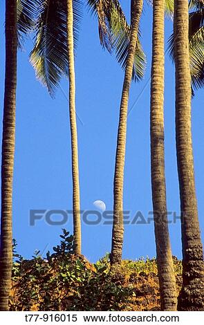 Rare view of a coconut Cocos nucifera palm with the moon Goa, India View Large Photo Image Stock Photography - Rare view of a coconut Cocos nucifera palm with the moon Goa, India. Fotosearch
