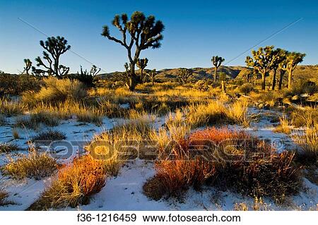 Rare winter snowfall on desert floor, Joshua Tree National Park, California View Large Photo Image Stock Photo - Rare winter snowfall on desert floor, Joshua Tree National Park, California. Fotosearch