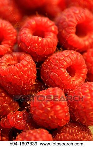 Raspberries La Boqueria market Barcelona Catalonia Spain View Large Photo Image Stock Photo - Raspberries La Boqueria market Barcelona Catalonia Spain. Fotosearch