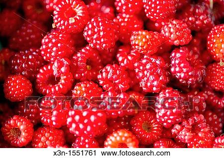 Raspberries View Large Photo Image Stock Image - Raspberries. Fotosearch