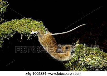 Picture - Rat? n de campo estirBndose para superar un obstBculo, Wood mouse stretching, Apodemus sylvaticus Pontevedra, Espaa. Fotosearch