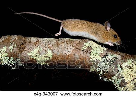 Stock Photo - Rat? n de campo Woodmouse Apodemus sylvaticus Pontevedra, Espaa. Fotosearch
