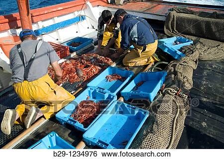 Rated Fish View Large Photo Image Stock Photograph - Rated Fish. Fotosearch