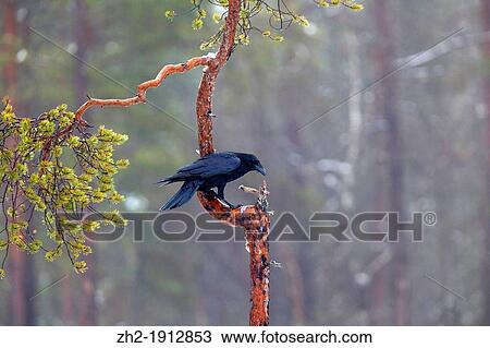 Raven, Corvus corax, sitting in a pine tree i V? sterbotten in Sweden View Large Photo Image Stock Image - Raven, Corvus corax, sitting in a pine tree i V? sterbotten in Sweden. Fotosearch