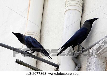 Ravens in the street, Malacca, Bandar Melaka, Malaysia. View Large Photo Image Stock Photo - Ravens in the street, Malacca, Bandar Melaka, Malaysia.. Fotosearch