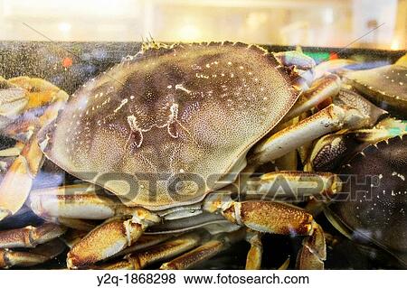 Raw crab View Large Photo Image Stock Photo - Raw crab. Fotosearch
