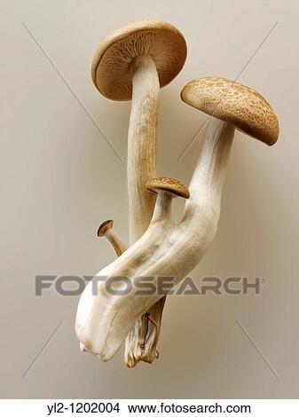 Raw fresh organic Hon-Shimeji mushrooms View Large Photo Image Picture - Raw fresh organic Hon-Shimeji mushrooms. Fotosearch