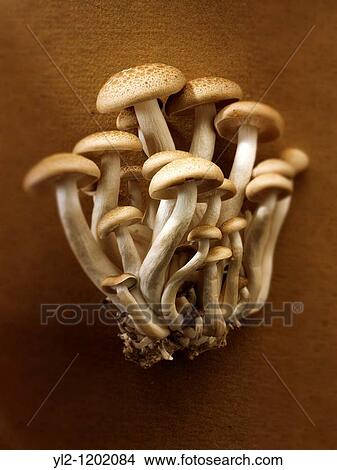 Raw fresh organic Hon-Shimeji mushrooms View Large Photo Image Picture - Raw fresh organic Hon-Shimeji mushrooms. Fotosearch