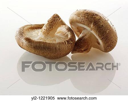 Raw fresh organic Shiitake mushrooms View Large Photo Image Stock Photography - Raw fresh organic Shiitake mushrooms. Fotosearch