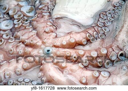 Raw octopus, Bolhao old market in Porto, Portugal View Large Photo Image Stock Photo - Raw octopus, Bolhao old market in Porto, Portugal. Fotosearch
