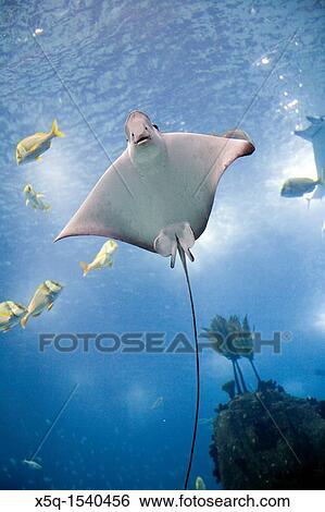 Stock Photograph - Ray, Lisbon Oceanario. Fotosearch