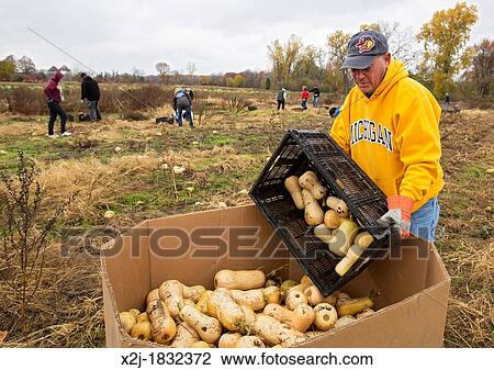 Ray, Michigan - Man helps as volunteer collect leftover squash from a farmer's field for distribution to those in need The produce is distributed to soup kitchens, food banks, and shelters by a nonprofit organization, Forgotten Harvest View Large Photo Image Stock Image - Ray, Michigan - Man helps as volunteer collect leftover squash from a farmer's field for distribution to those in need The produce is distributed to soup kitchens, food banks, and shelters by a nonprofit organization, Forgotten Harvest. Fotosearch