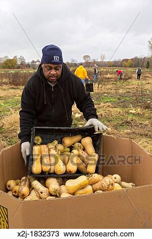 Ray, Michigan - Man helps as volunteer collect leftover squash from a farmer's field for distribution to those in need The produce is distributed to soup kitchens, food banks, and shelters by a nonprofit organization, Forgotten Harvest View Large Photo Image Stock Image - Ray, Michigan - Man helps as volunteer collect leftover squash from a farmer's field for distribution to those in need The produce is distributed to soup kitchens, food banks, and shelters by a nonprofit organization, Forgotten Harvest. Fotosearch