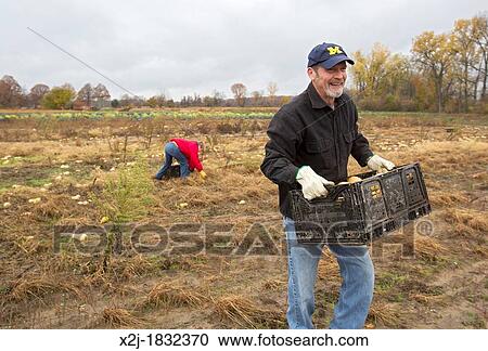 Ray, Michigan - Man helps as volunteers collect leftover squash from a farmer's field for distribution to those in need The produce is distributed to soup kitchens, food banks, and shelters by a nonprofit organization, Forgotten Harvest View Large Photo Image Stock Image - Ray, Michigan - Man helps as volunteers collect leftover squash from a farmer's field for distribution to those in need The produce is distributed to soup kitchens, food banks, and shelters by a nonprofit organization, Forgotten Harvest. Fotosearch