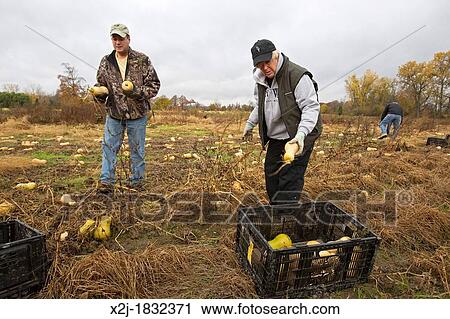 Ray, Michigan - Men help as volunteers collect leftover squash from a farmer's field for distribution to those in need The produce is distributed to soup kitchens, food banks, and shelters by a nonprofit organization, Forgotten Harvest View Large Photo Image Stock Image - Ray, Michigan - Men help as volunteers collect leftover squash from a farmer's field for distribution to those in need The produce is distributed to soup kitchens, food banks, and shelters by a nonprofit organization, Forgotten Harvest. Fotosearch
