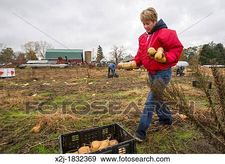 Ray, Michigan - Volunteer helps collect leftover squash from a farmer's field for distribution to those in need The produce is distributed to soup kitchens, food banks, and shelters by a nonprofit organization, Forgotten Harvest View Large Photo Image Stock Photo - Ray, Michigan - Volunteer helps collect leftover squash from a farmer's field for distribution to those in need The produce is distributed to soup kitchens, food banks, and shelters by a nonprofit organization, Forgotten Harvest. Fotosearch