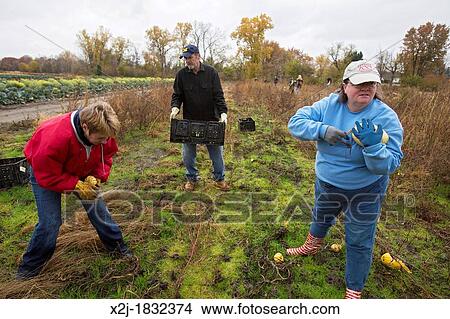 Ray, Michigan - Volunteers collect leftover squash from a farmer's field for distribution to those in need View Large Photo Image Picture - Ray, Michigan - Volunteers collect leftover squash from a farmer's field for distribution to those in need. Fotosearch