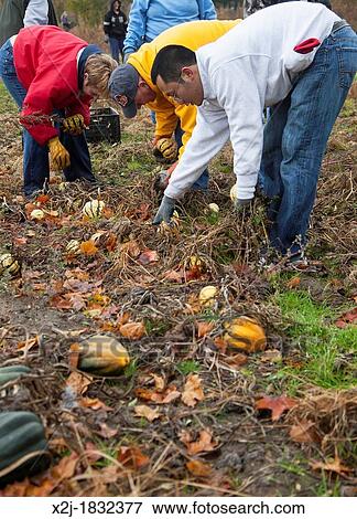 Ray, Michigan - Volunteers collect leftover squash from a farmer's field for distribution to those in need View Large Photo Image Stock Photo - Ray, Michigan - Volunteers collect leftover squash from a farmer's field for distribution to those in need. Fotosearch