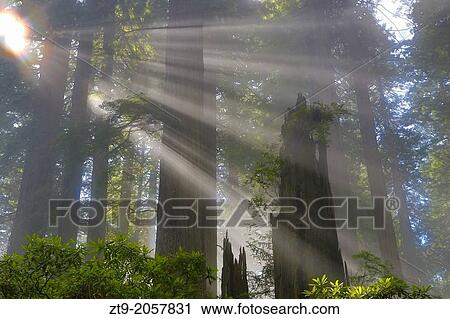 Rays of Light. View Large Photo Image Stock Image - Rays of Light.. Fotosearch