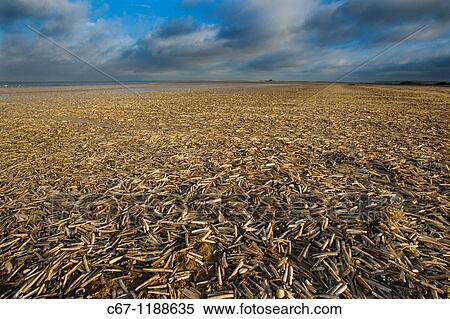 Razor Shell Ensis siliqua Titchwell Beach Norfolk View Large Photo Image Stock Photography - Razor Shell Ensis siliqua Titchwell Beach Norfolk. Fotosearch