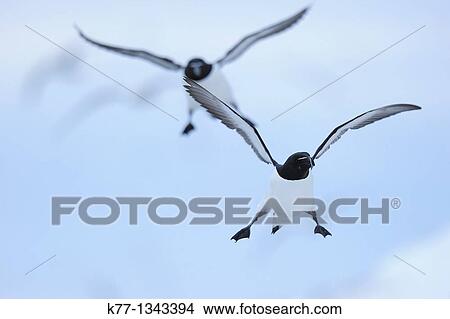 Picture - Razorbill (Alca torda), Norway, April 2010. Fotosearch
