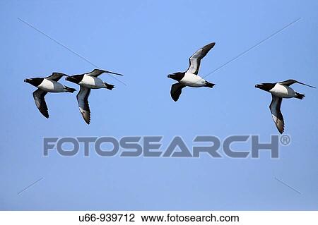 Stock Image - Razorbill (Alca torda), Smaland, Sweden. Fotosearch