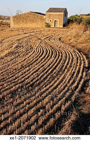 Reaped cereal field, La Segarra, Catalonia, Spain View Large Photo Image Stock Image - Reaped cereal field, La Segarra, Catalonia, Spain. Fotosearch