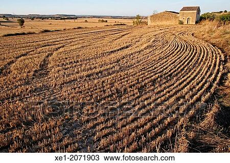 Reaped cereal field, La Segarra, Catalonia, Spain View Large Photo Image Stock Image - Reaped cereal field, La Segarra, Catalonia, Spain. Fotosearch