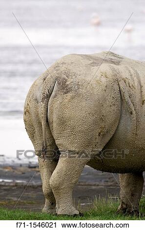 Rear end of White Rhinoceros or Square-lipped rhinoceros Ceratotherium simum Lake Nakuru National Park Kenya Africa View Large Photo Image Stock Image - Rear end of White Rhinoceros or Square-lipped rhinoceros Ceratotherium simum Lake Nakuru National Park Kenya Africa. Fotosearch