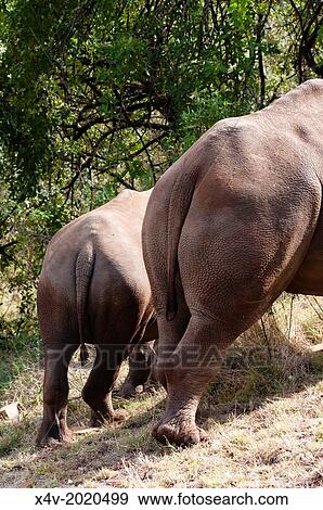 Rear view of White rhinoceros (rhino), Ceratotherium simum, Masai Mara National Reserve, Kenya, East Africa, Africa. View Large Photo Image Stock Photo - Rear view of White rhinoceros (rhino), Ceratotherium simum, Masai Mara National Reserve, Kenya, East Africa, Africa.. Fotosearch
