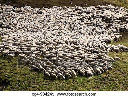 Stock Photography - Rebao de ovejas en el Valle de la Cinqueta de Aes Cruces - Parque Natural Posets Maladeta - Valle de Gista? n - Sobrarbe - Huesca - Pirineo Aragon's - Arag? n - Espaa. Fotosearch